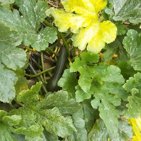 Altes Rathaus 아헨