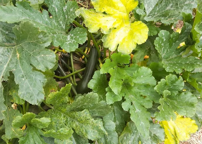 Altes Rathaus آخن